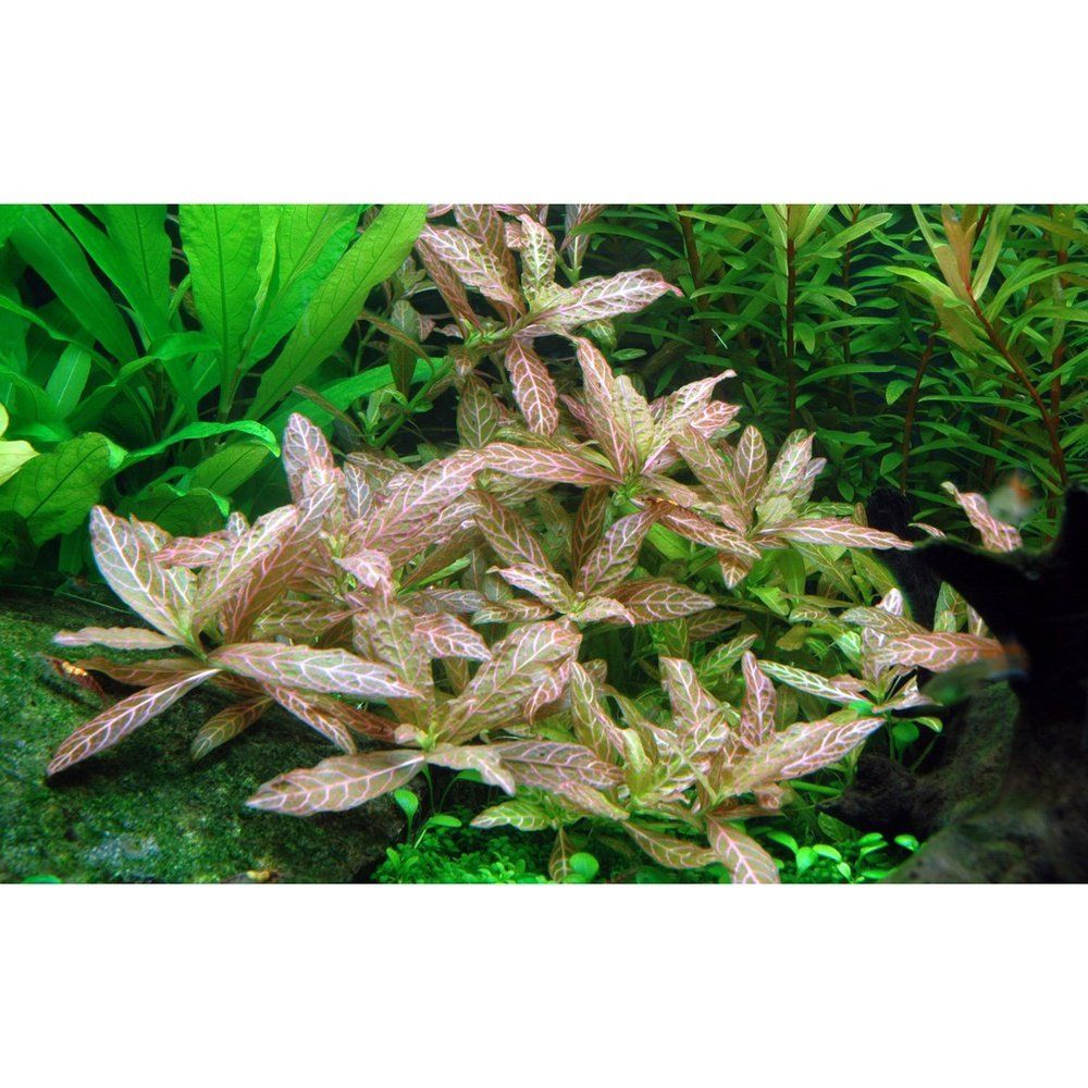 Természetes akváriumi növény, Tropica, Hygrophila polysperma 'Rosanervig' 