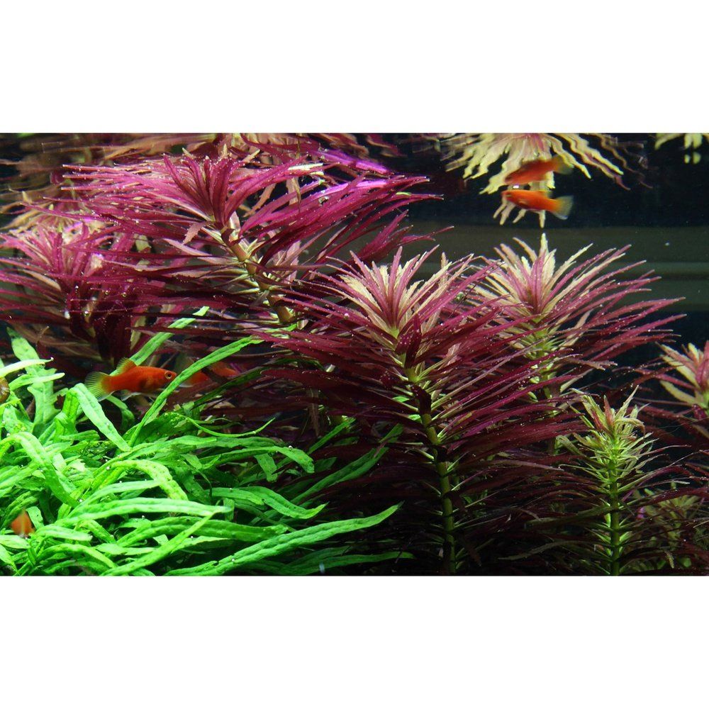 Plantă naturală de acvariu, Tropica, Limnophila hippuridoides