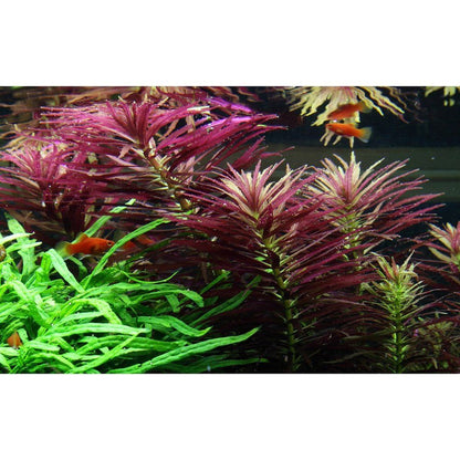 Plantă naturală de acvariu, Tropica, Limnophila hippuridoides