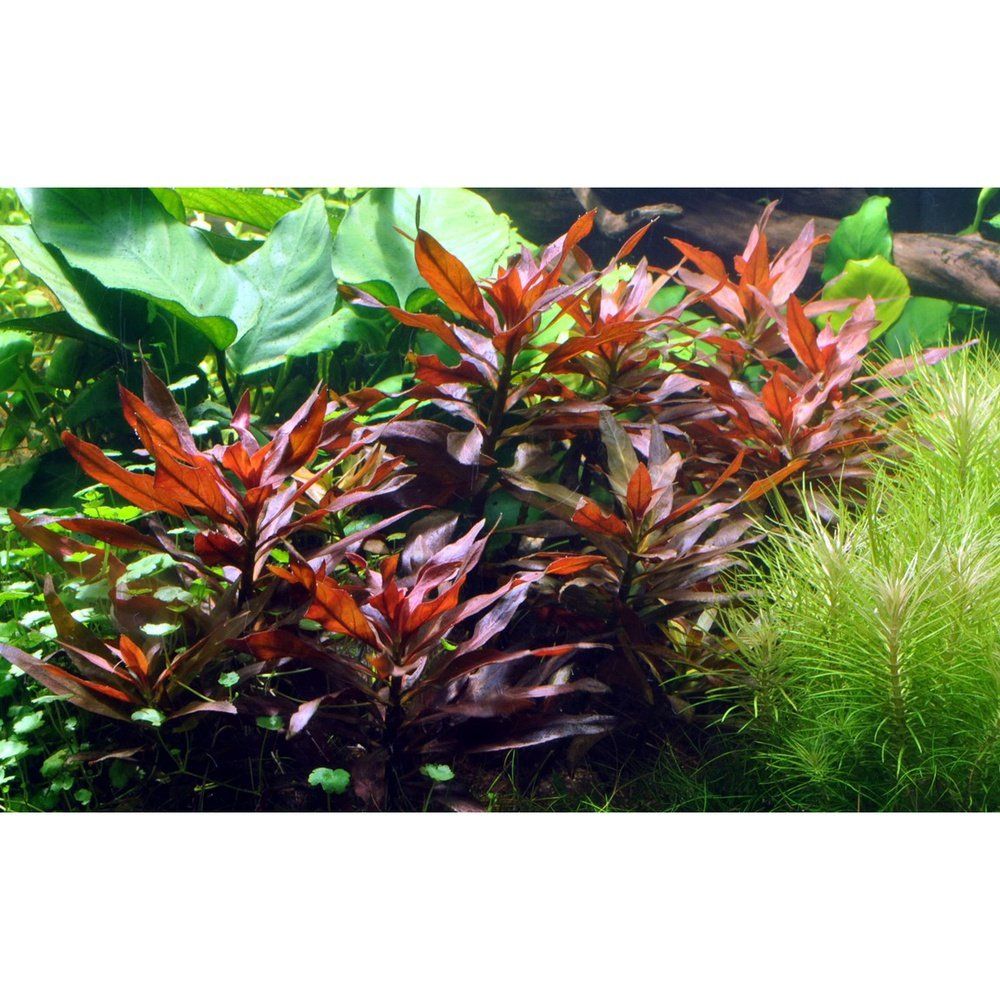 Természetes akváriumi növény, Tropica, Ludwigia glandulosa