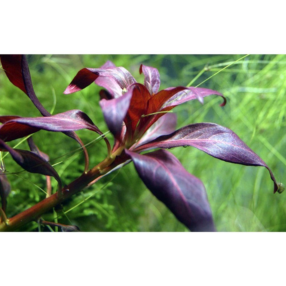 Plantă naturală de acvariu, Tropica, Ludwigia glandulosa