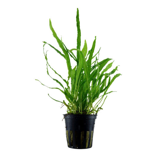 Természetes akváriumi növény, Tropica, Microsorum pteropus Narrow