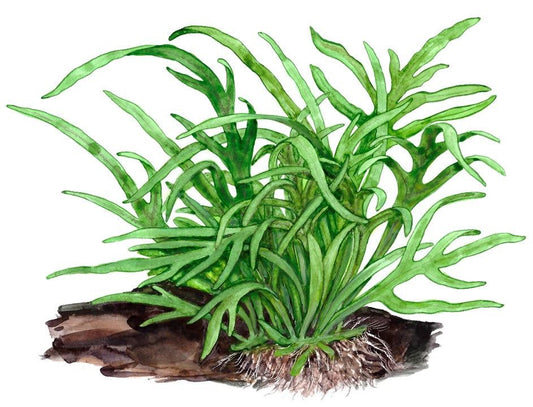 Planta naturala de acvariu, Tropica, Microsorum pteropus Trident (java fern)
