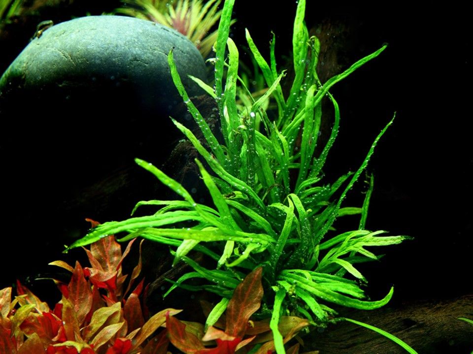 Természetes akváriumi növény, Tropica, Microsorum pteropus 'Trident' (java fern)