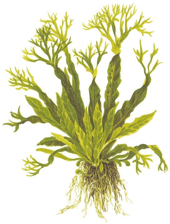 Természetes akváriumi növény, Tropica, Microsorum pteropus 'Windelov' (java fern)