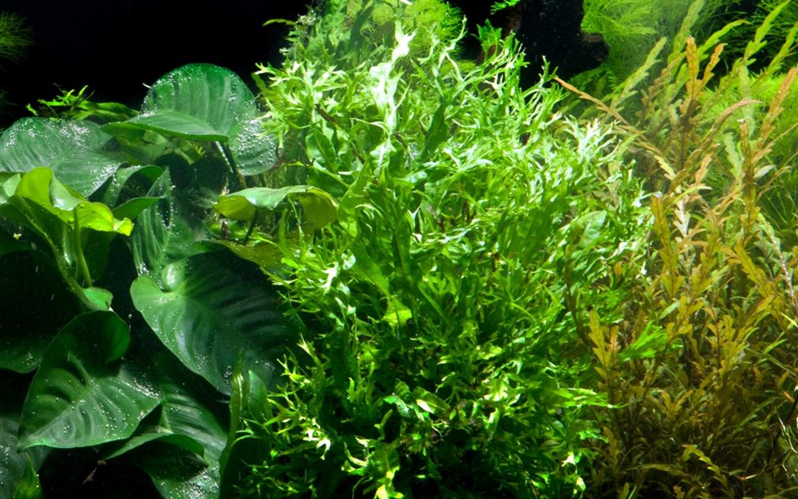 Természetes akváriumi növény, Tropica, Microsorum pteropus 'Windelov' (java fern)