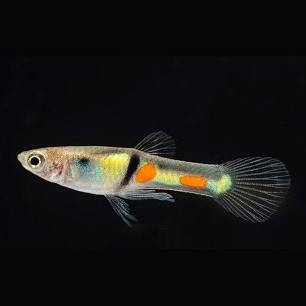 Peste vivipar, Poecilia endler (guppy)  el tigre