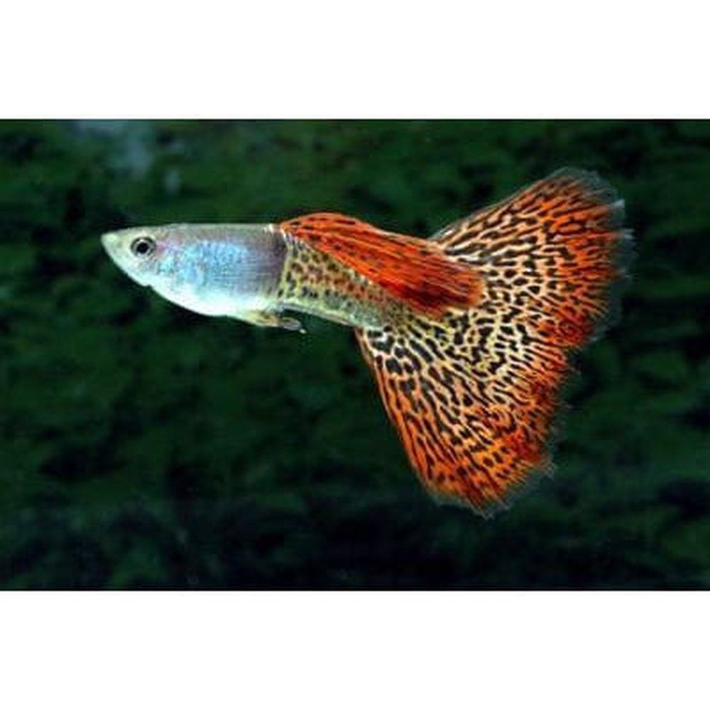 Vivipar hal, Poecilia reticulata (Guppy Flame)