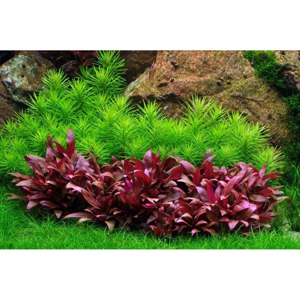 Természetes akváriumi növény, Tropica, Pogostemon deccanensis 1-2-Grow!, 5 cm