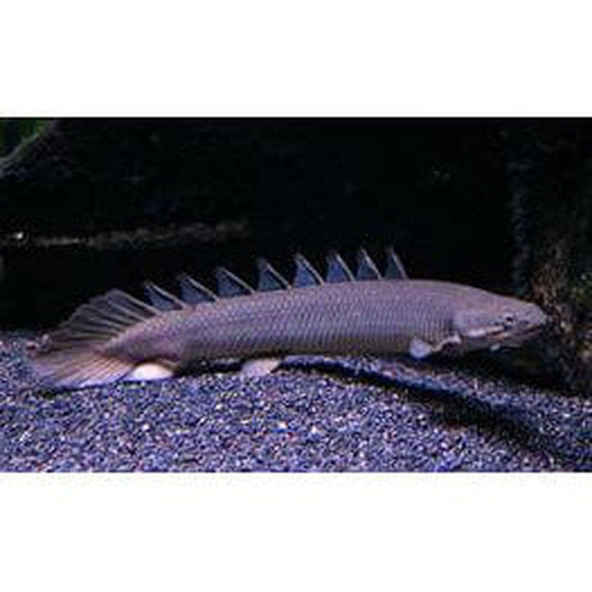 Polypterus senegalus - Szenegáli Tövishal