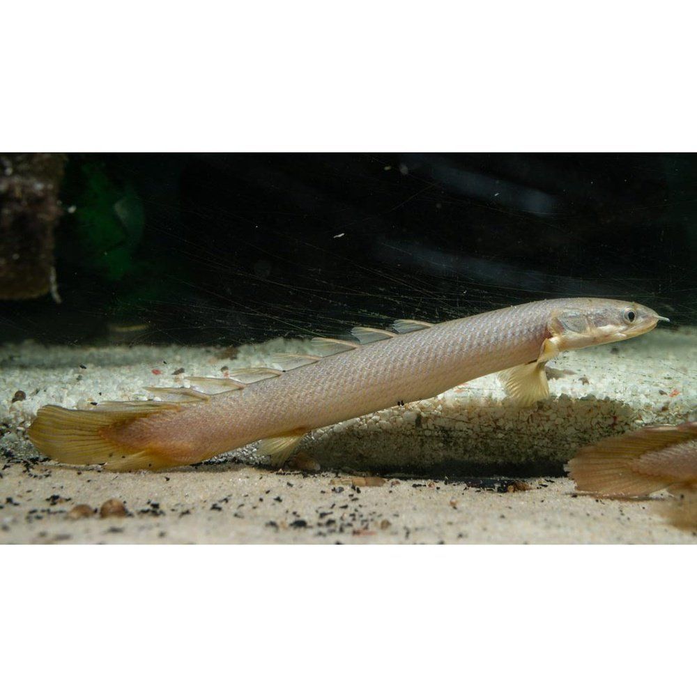 Polypterus Senegalus - Teljes gondozási útmutató és jellemzők