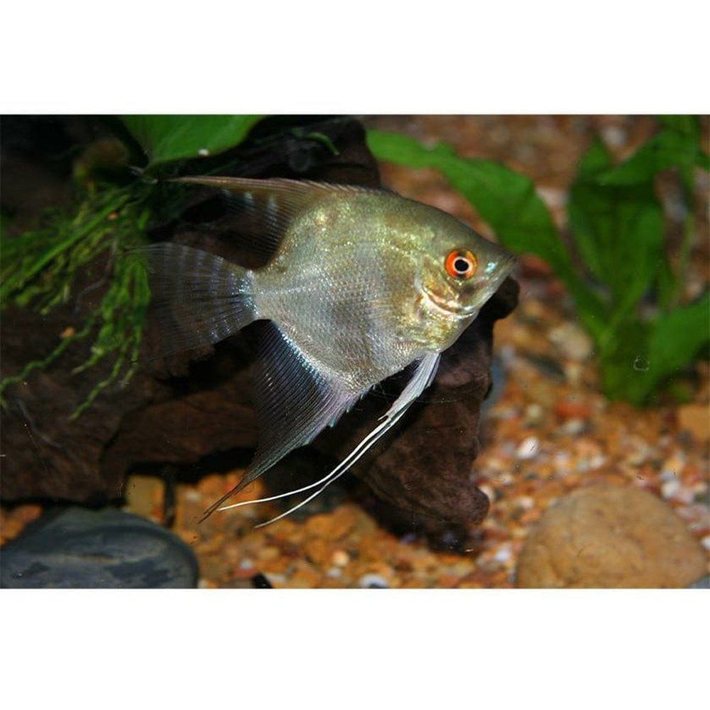 Pterophyllum scalare