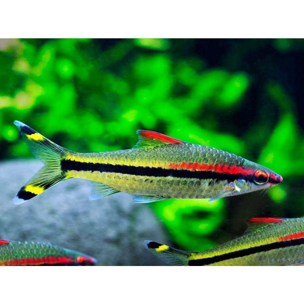 Puntius denisonii (Rose Line Barb)