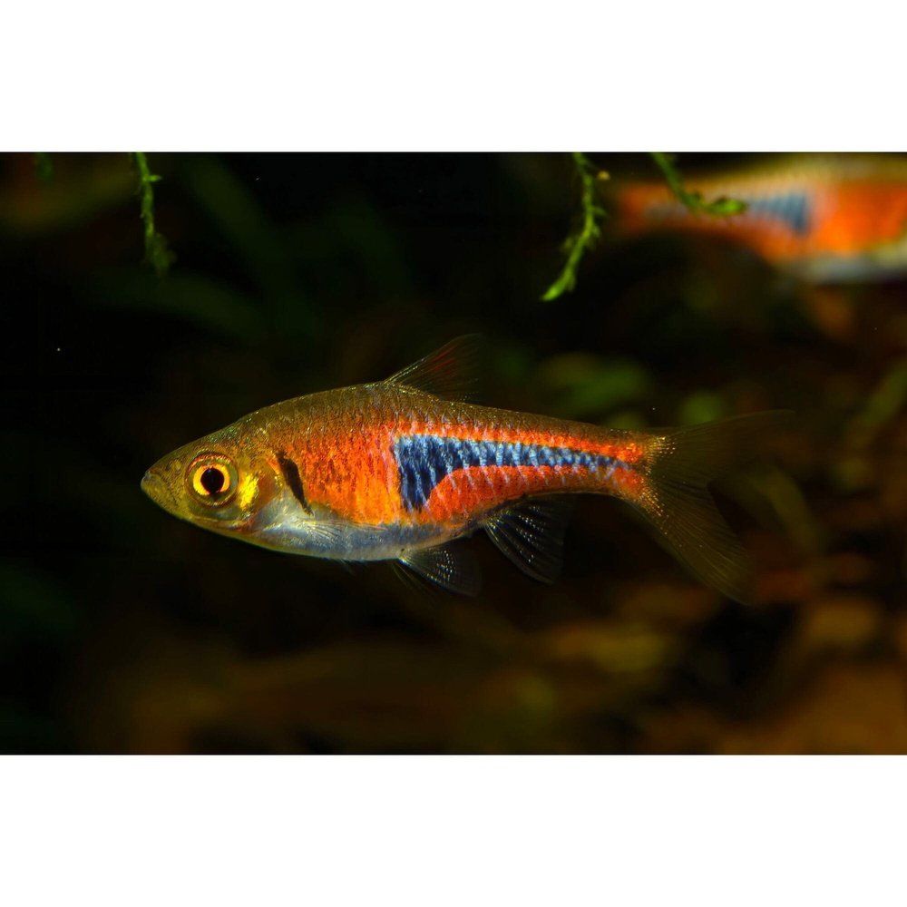 Rasbora espei 1,5 - 2 cm