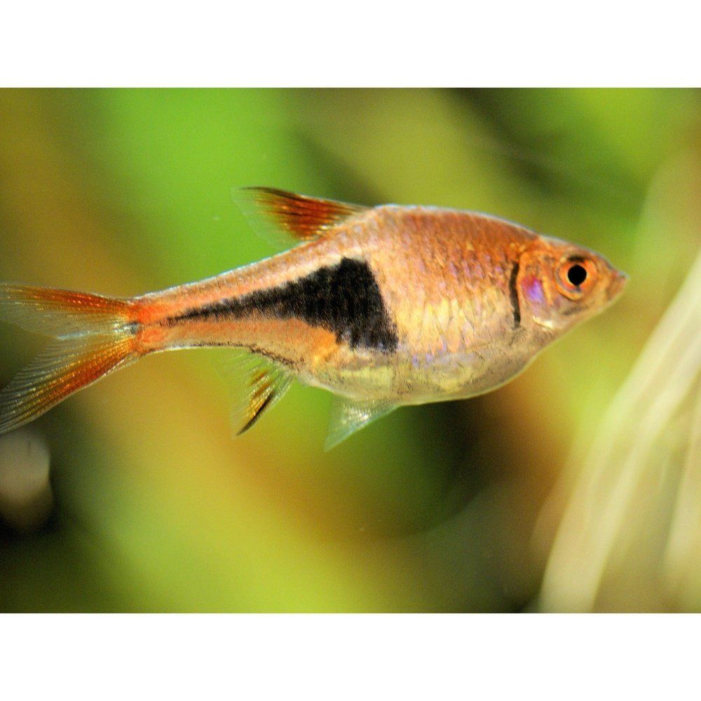 Rasbora heteromorpha 2 cm