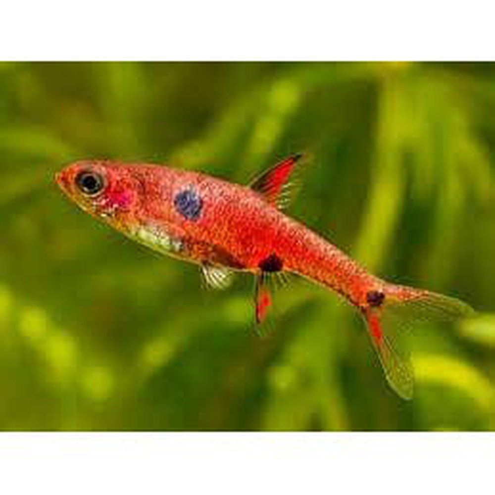 Rasbora maculata - Színpompás Mikrohal