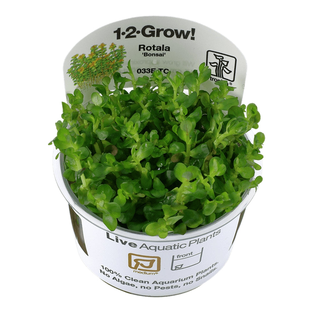 Planta naturala de acvariu, Tropica, Rotala indica Bonsai 1-2-Grow!, 5 cm