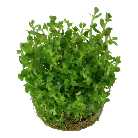 Planta naturala de acvariu, Tropica, Rotala indica Bonsai 1-2-Grow!, 5 cm