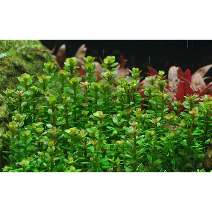 Természetes akváriumi növény, Tropica, Rotala indica