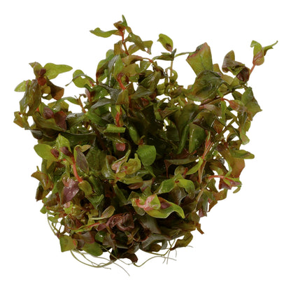 Természetes akváriumi növény, Tropica, Rotala macrandra 1-2-Grow!, 5 cm