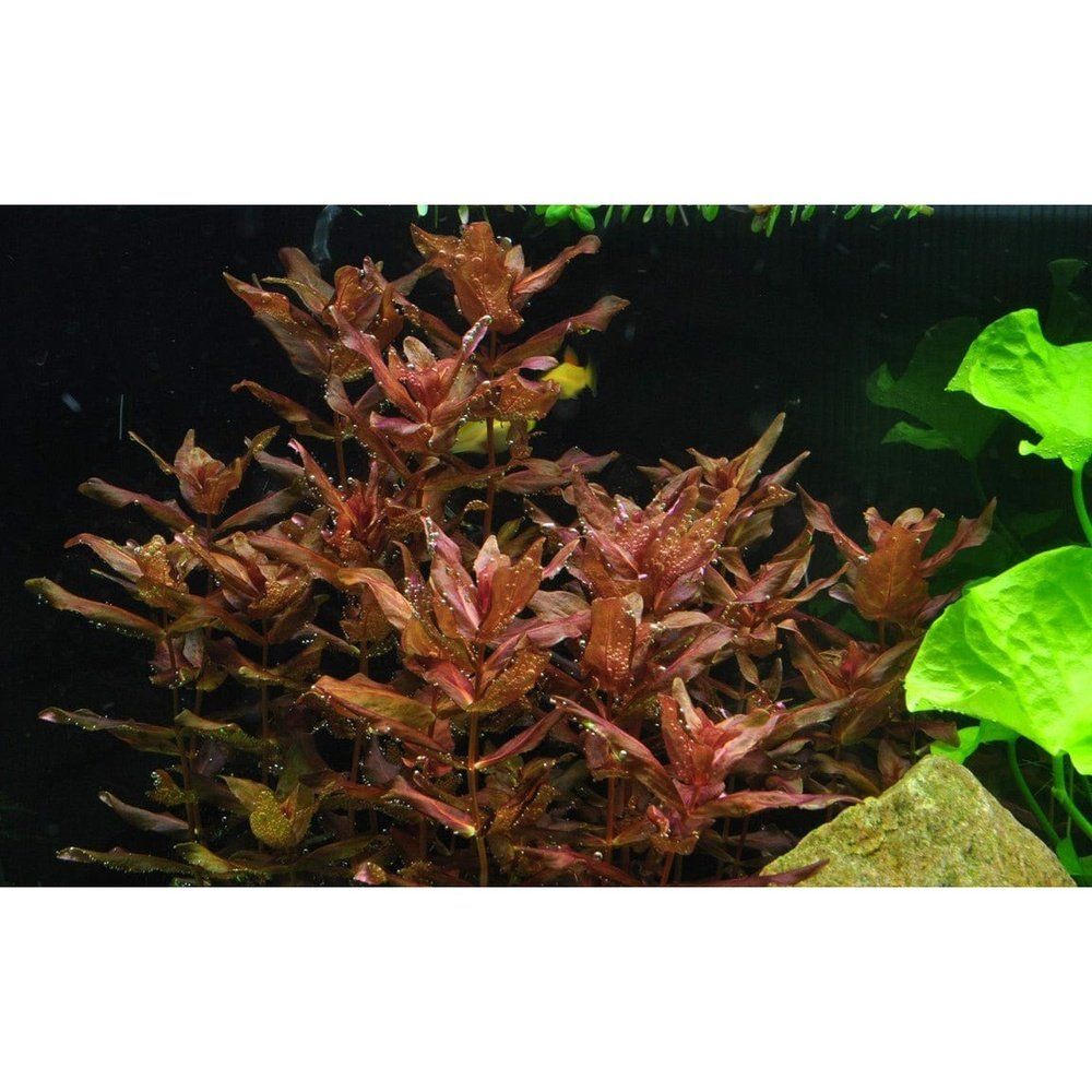 Természetes akváriumi növény, Tropica, Rotala macrandra 1-2-Grow!, 5 cm