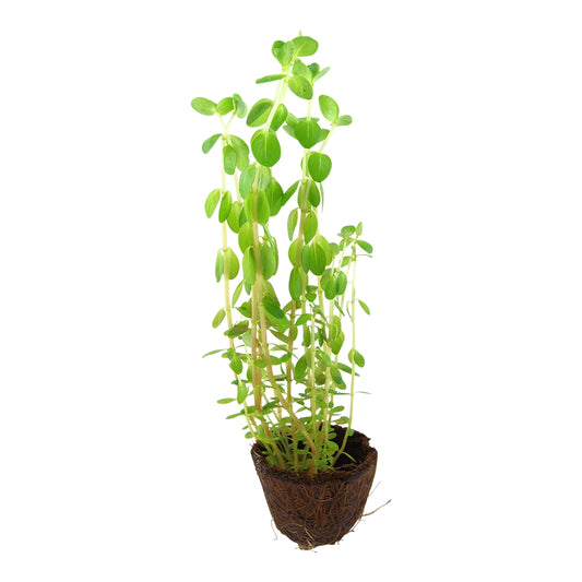 Planta naturala de acvariu,Tropica, Rotala rotundifolia Mini, blister, 20 cm