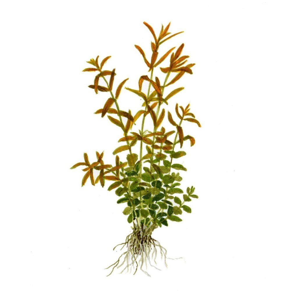 Planta naturala de acvariu,Tropica, Rotala rotundifolia Mini, blister, 20 cm