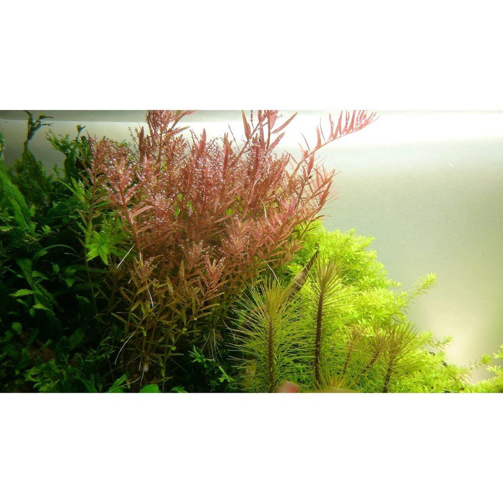 Természetes akváriumi növény, Tropica, Rotala rotundifolia Mini, blister, 20 cm