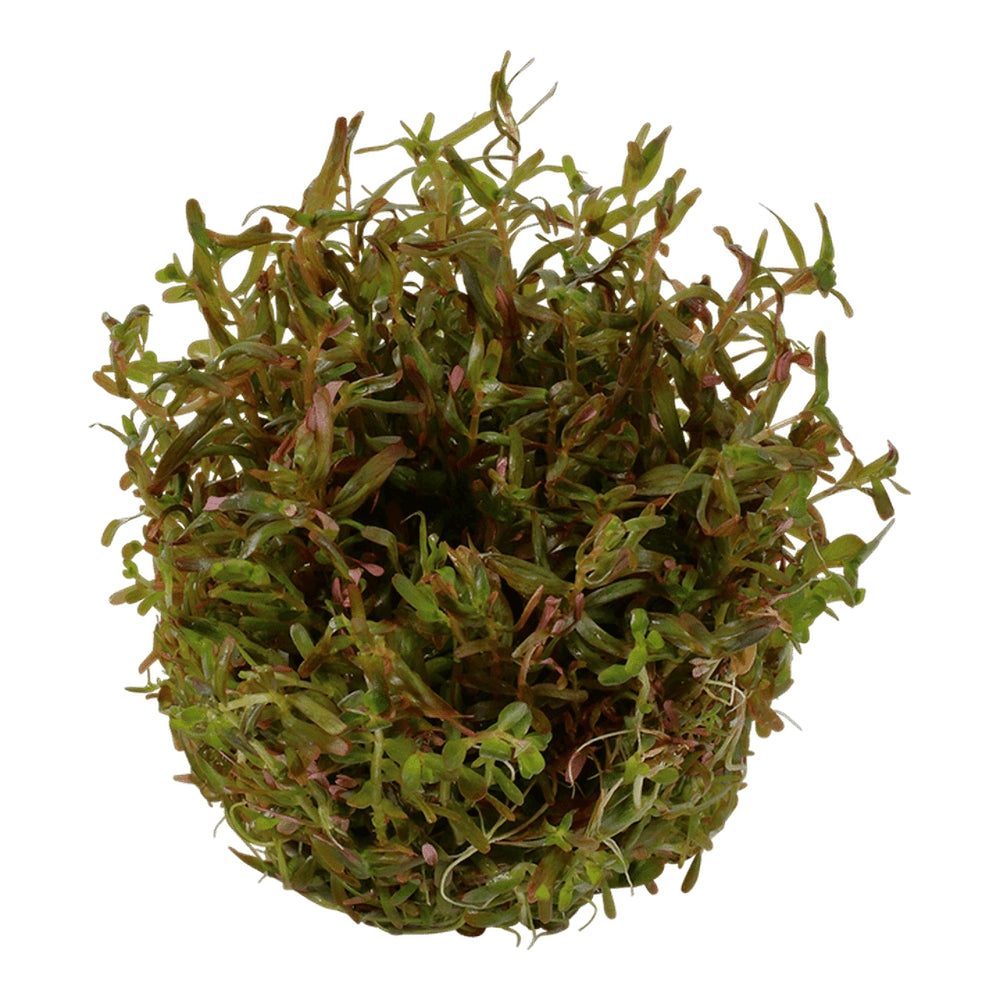 Természetes akváriumi növény, Tropica, Rotala rotundifolia 'H'ra' 1-2 növésű!, 5 cm