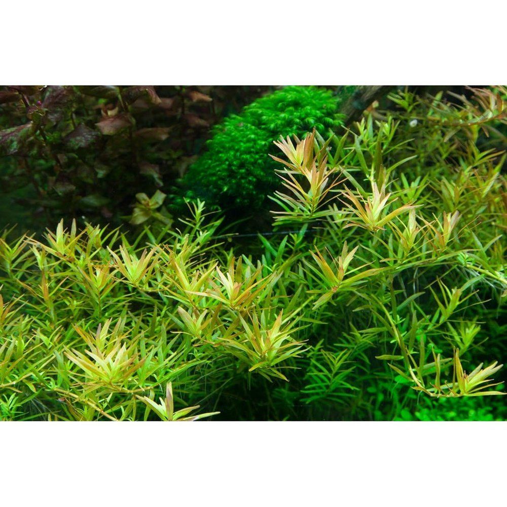 Planta naturala de acvariu, Tropica, Rotala rotundifolia H'ra 1-2-grow!, 5 cm