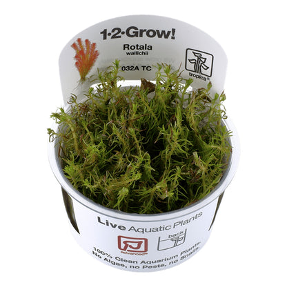 Természetes akváriumi növény, Tropica, Rotala wallichii 1-2 növésű!, 5 cm