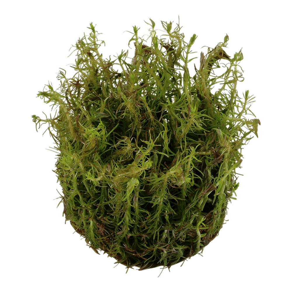 Természetes akváriumi növény, Tropica, Rotala wallichii 1-2 növésű!, 5 cm