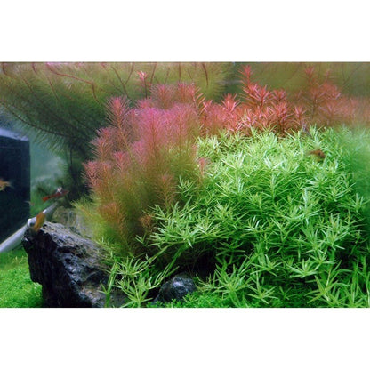 Természetes akváriumi növény, Tropica, Rotala wallichii 1-2 növésű!, 5 cm