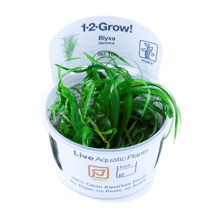 Természetes akváriumi növény, Tropica, Blyxa Japonica 1-2-Grow!, 5 cm