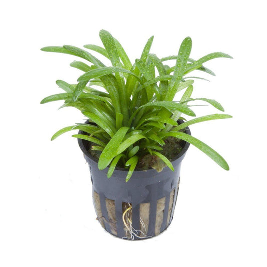 Planta naturala de acvariu, Tropica, Sagittaria subulata, blister, 20 cm