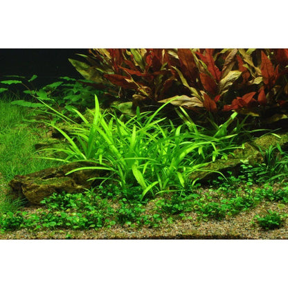 Természetes akváriumi növény, Tropica, Sagittaria subulata, blister, 20 cm