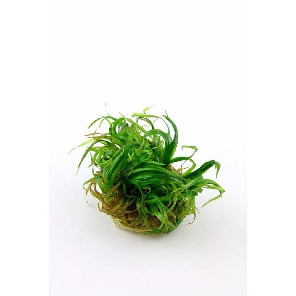 Planta naturala de acvariu, Tropica, Blyxa Japonica 1-2-Grow!, 5 cm