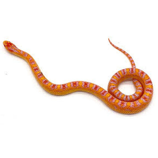 Horn Snake, Jungle Horn morph 