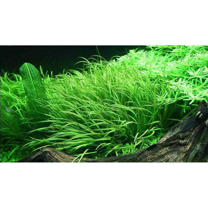 Természetes akváriumi növény, Tropica, Blyxa Japonica 1-2-Grow!, 5 cm