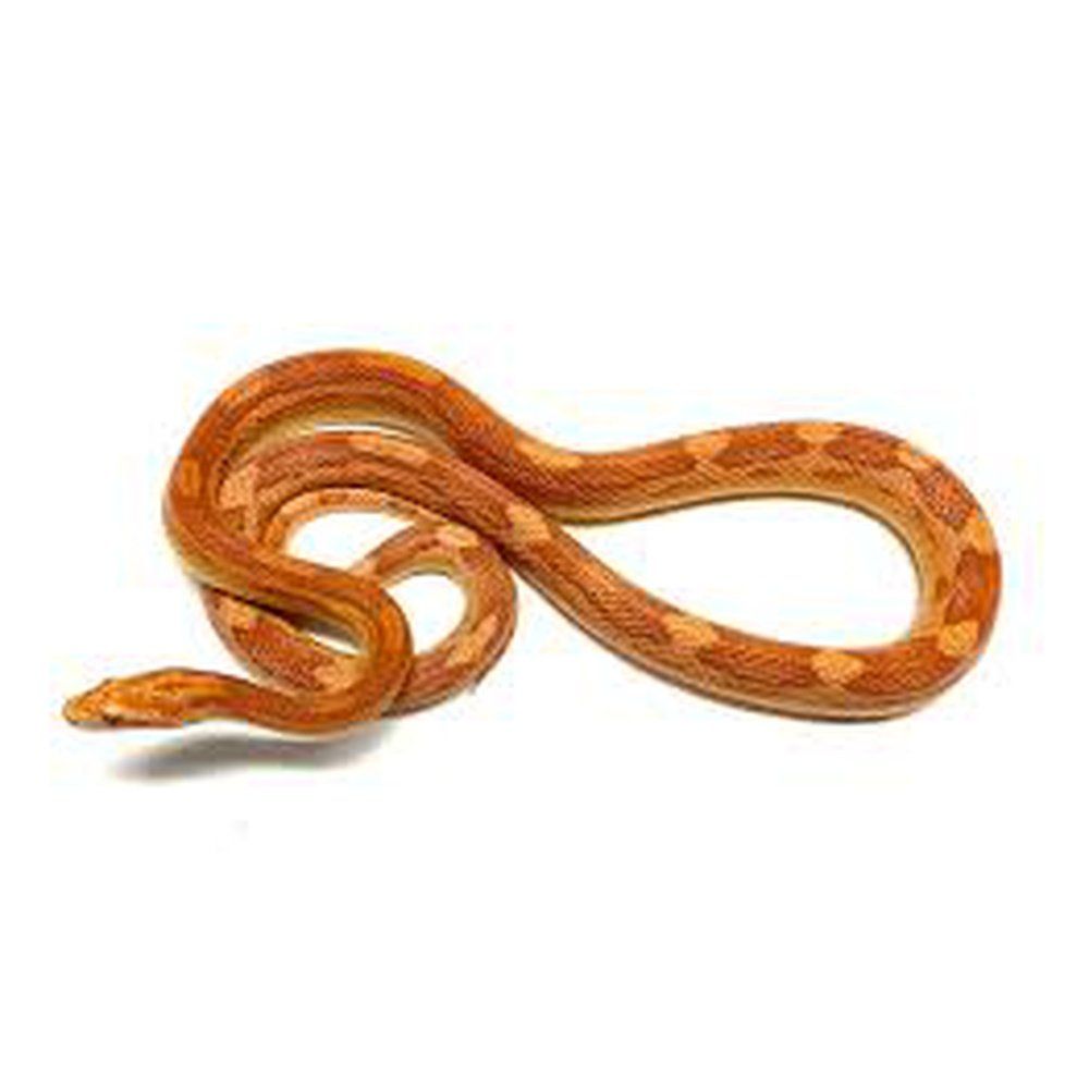 Șarpe Corn Snake, Motley morph