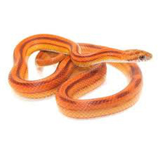 Șarpe Corn Snake, Stripe Morph