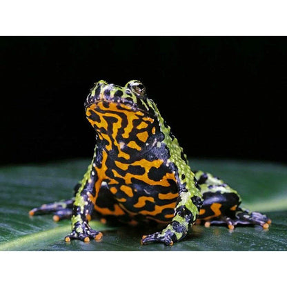 Bombina orientalis (Oriental Firebelly Toad)