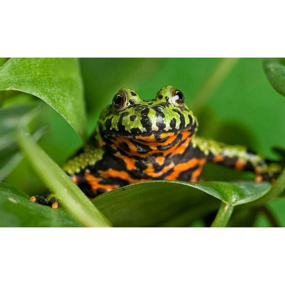 Bombina orientalis (Oriental Firebelly Toad)