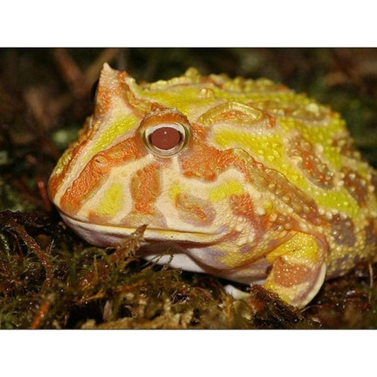 Pac-man béka Ceratophrys cranwelli Albino 