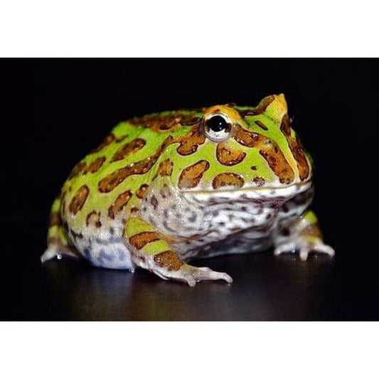 Broasca pac-man Ceratophrys cranwelli Green