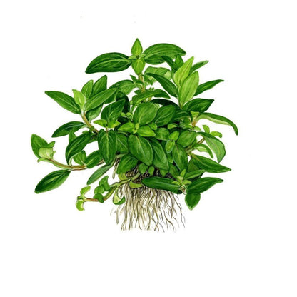 Természetes akváriumi növény, Tropica, Staurogyne repens, blister, 20 cm