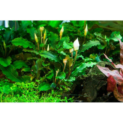 Planta naturala de acvariu, Tropica, Bucephalandra pygmaea Bukit Kelam 1-2-Grow!, 5 cm