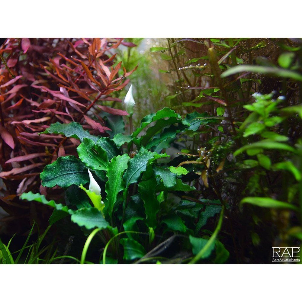 Természetes akváriumi növény, Tropica, Bucephalandra pygmaea 'Wavy Green' on lava stone