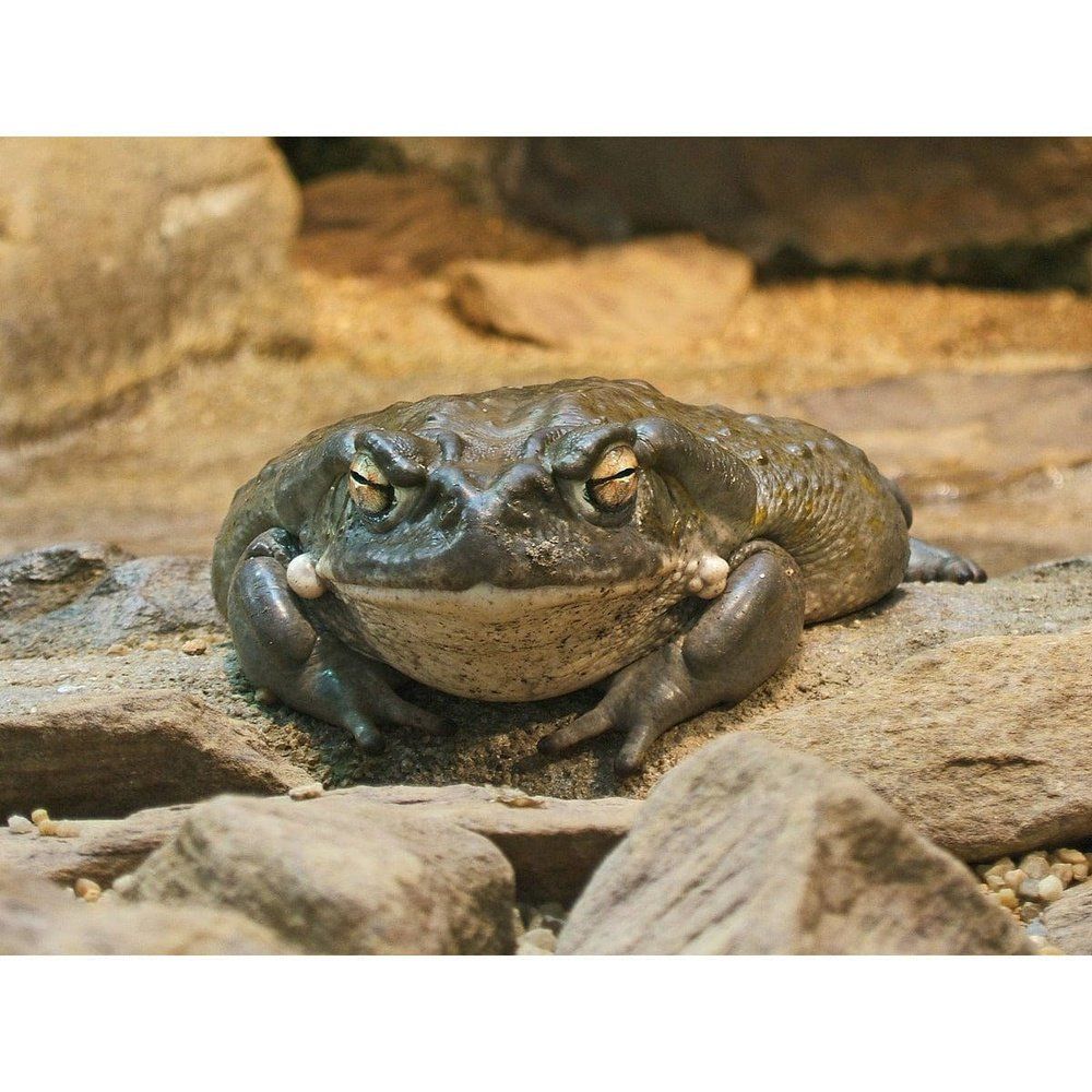 Bufo alvarius ( Colorado River Toad)