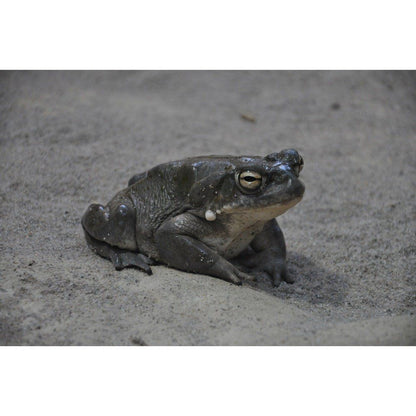 Bufo alvarius ( Colorado River Toad)